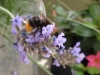 2018_07_14 Bienen-4