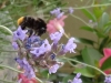 2018_07_14 Bienen-5